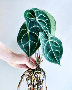 Anthurium clarinervium